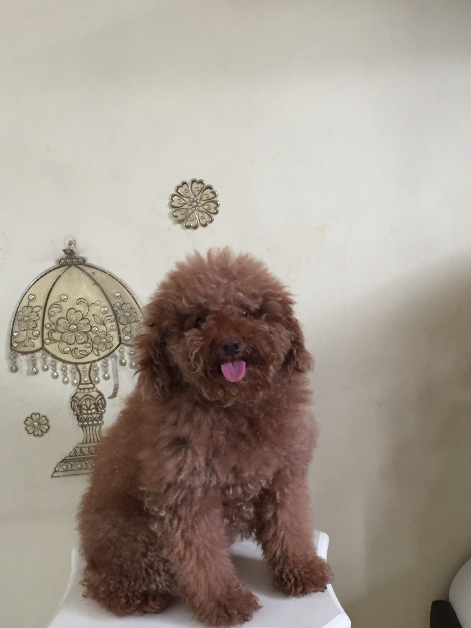 My Dog