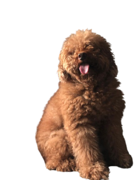 Dog Sticker